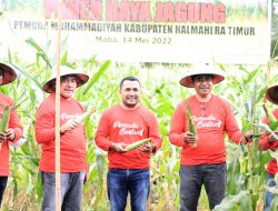 PDPM Halmahera Timur Sukses Adakan Panen Raya Jagung