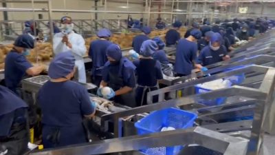 Frans: PT Nico Membuka Peluang Pasar Bagi Masyarakat Petani Kelapa